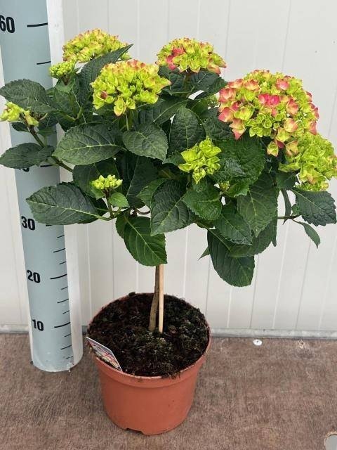 Dekoratyvinis krūmas, hortenzija "M Hot Red ST", vazonėlio skersmuo 19 cm.
