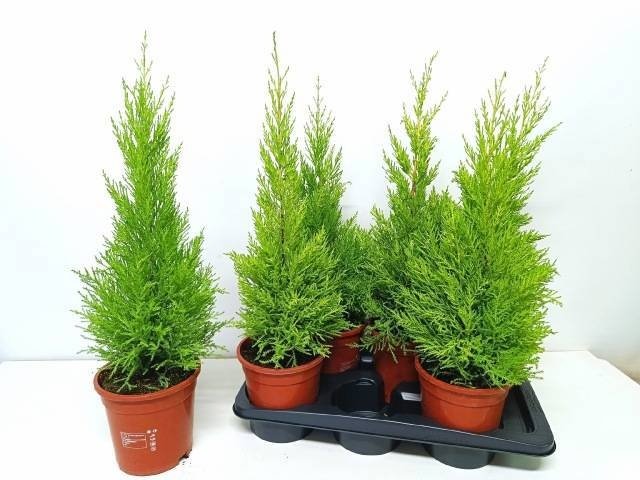 Spygliuotis, kiparisas dailusis "Goldcrest Wilma", vazonėlio skersmuo 17 cm.