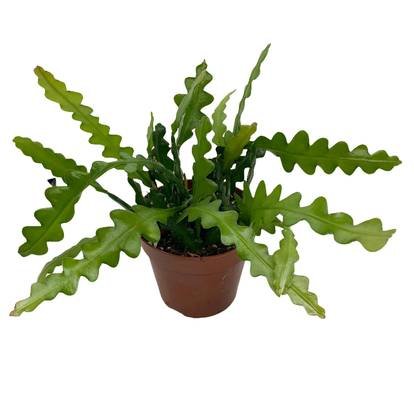 Kambarinis augalas, lapenis kampuotasis, vazonėlio skersmuo 12 cm.