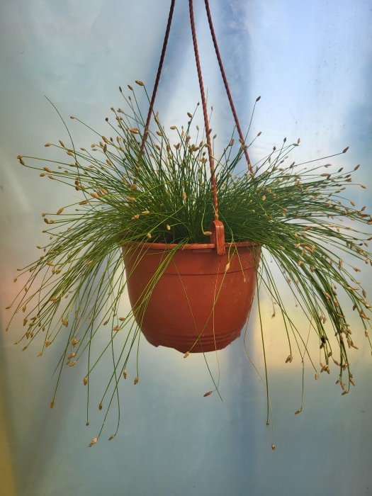 Žolinis augalas, viksvameldis, vazonėlio skersmuo 25 cm.