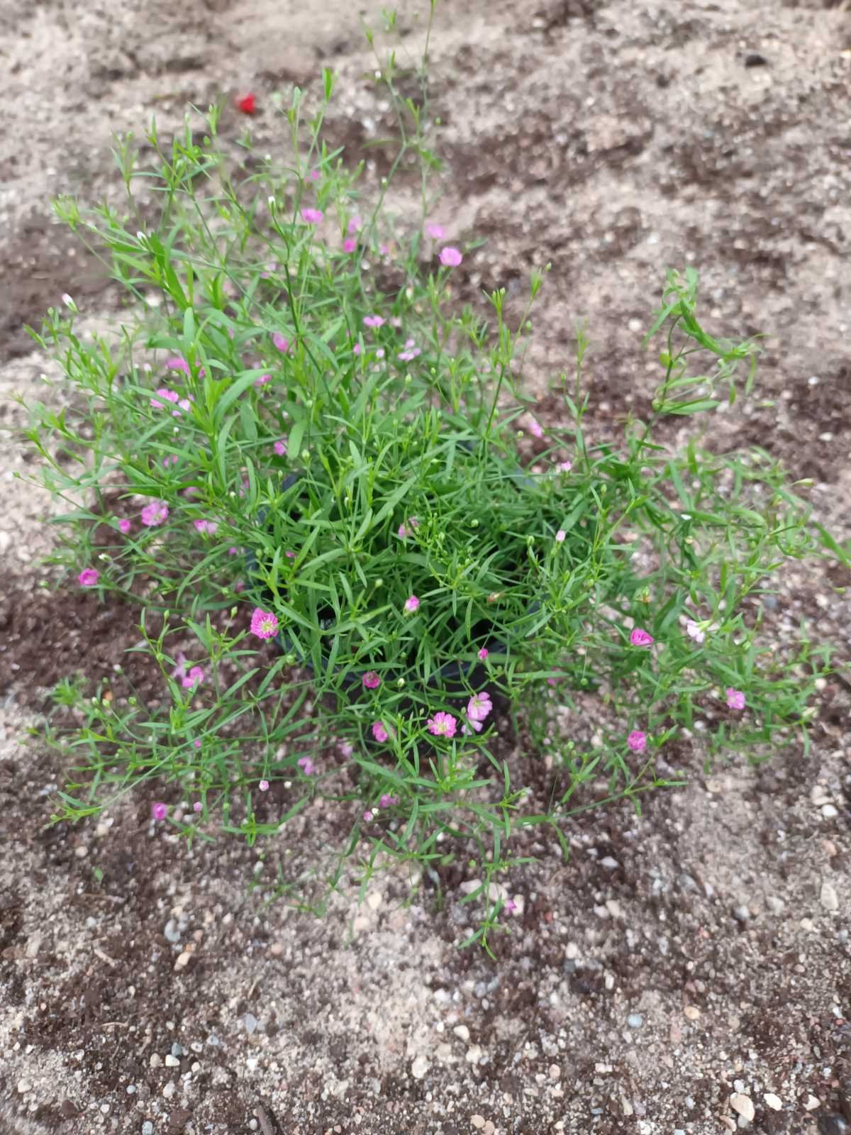 Vienmetė gėlė, guboja dirvinė, vazonėlio skersmuo 10 cm.