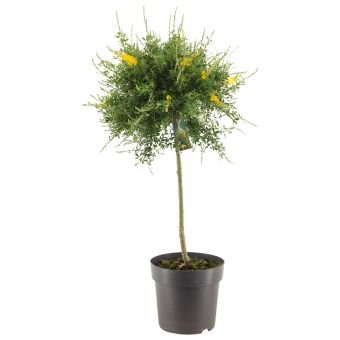 Dekoratyvinis krūmas, prožirnis (raipstas), ant stiebo, vazonėlio skersmuo 23 cm.