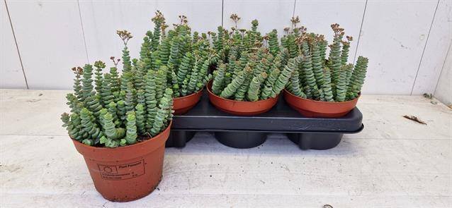 Kambarinis augalas, storalapis "Marnieriana", vazonėlio skersmuo 13 cm.