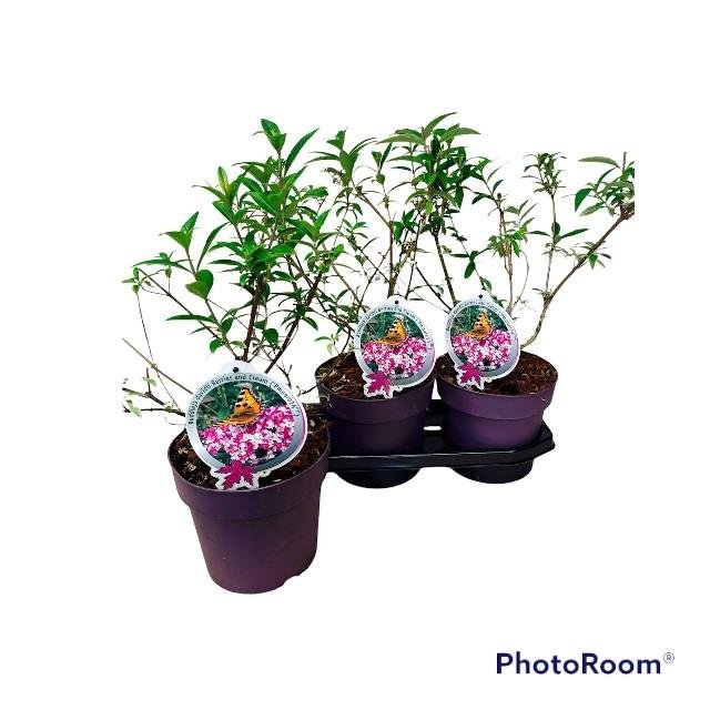 Dekoratyvinis krūmas, budlėja, vazono skersmuo 19 cm.