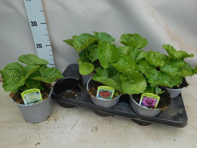 Daugiametė gėlė, piliarožė, vazono skersmuo 15 cm.