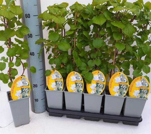 Dekoratyvinis krūmas, hortenzija "Petiolaris", vazono skersmuo 11 cm.