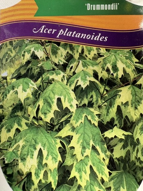 Dekoratyvinis medis, klevas "Druomondi", vazonėlio skersmuo 23 cm.
