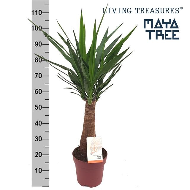 Žolinis augalas, juka "Elephantipes", vazonėlio skersmuo 21 cm.