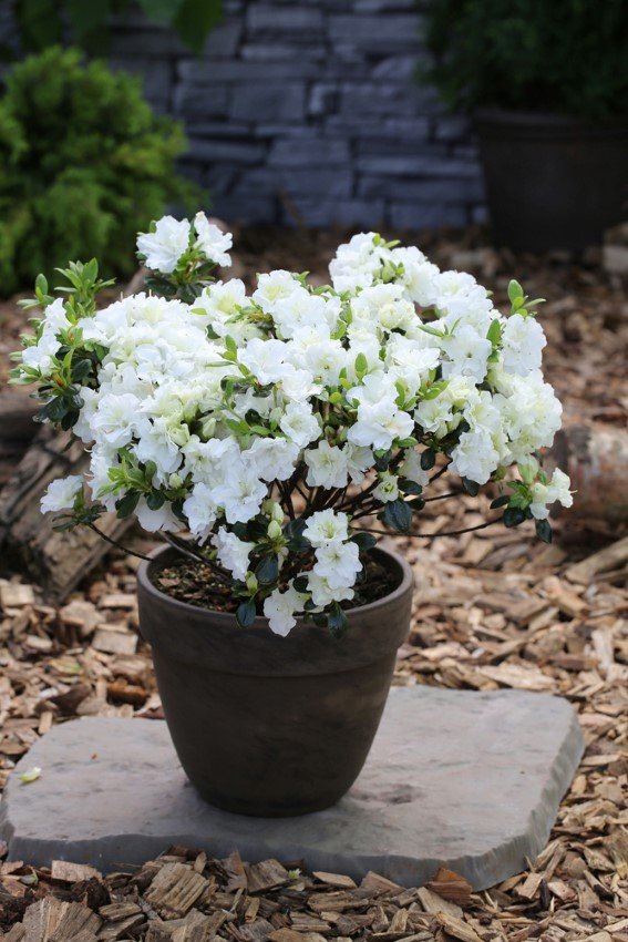 Dekoratyvinis krūmas, japoninė azalija "Schneeperle", vazonas 2 l.