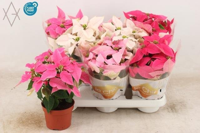 Kambarinis augalas, puansetija, vazonėlio skersmuo 11 cm.