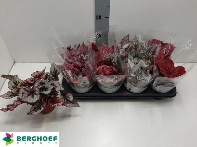 Kambarinis augalas, begonija, vazonėlio skersmuo 12 cm.