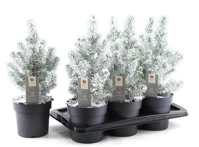 Kambarinis augalas, kalėdinė eglutė "Silver Crest snow", vazonėlio skersmuo 17 cm.