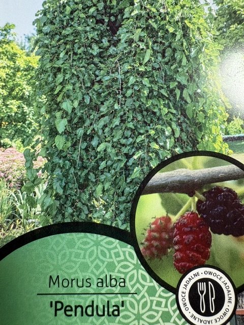 Dekoratyvinis medis, šilkmedis, ant stiebo, vazonėlio skersmuo 23 cm.