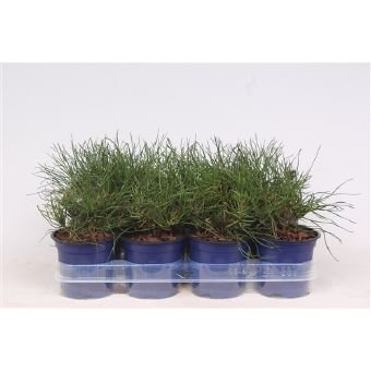 Spygliuotis, pušis kalninė "Mughus", vazonėlio skersmuo 11 cm.