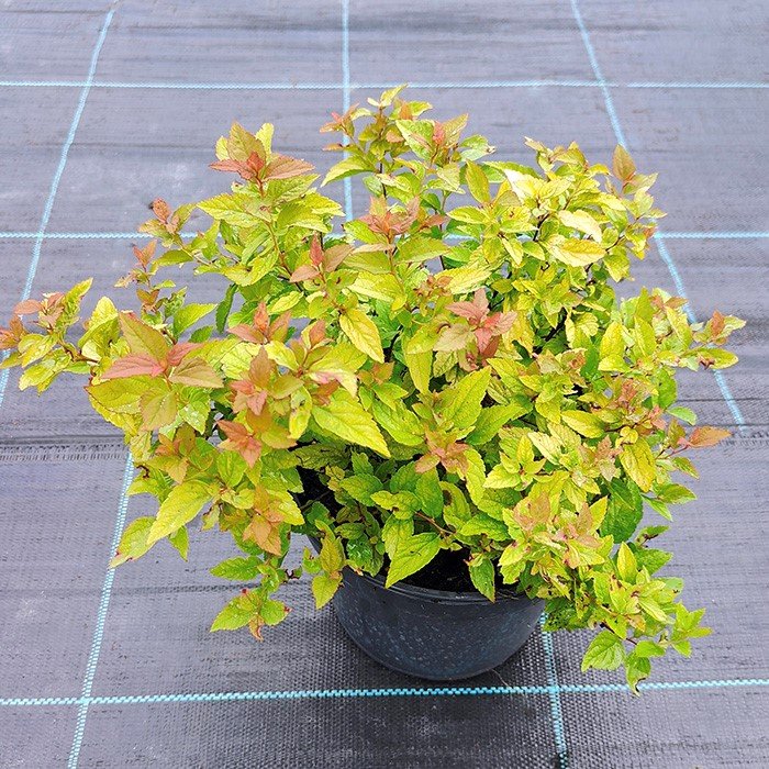 Dekoratyvinis krūmas, lanksva japoninė "Firelight", aukštis 20 cm., vazonas 2 l.
