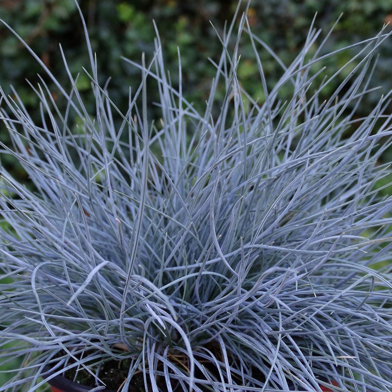 Žolinis augalas, eraičinas "Eisvogel", vazonėlio skersmuo 17 cm.