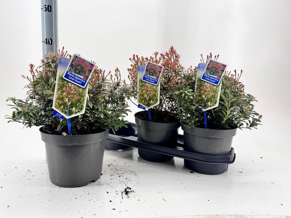 Dekoratyvinis krūmas, pieris "Ja L Heath", vazonėlio skersmuo 19 cm.