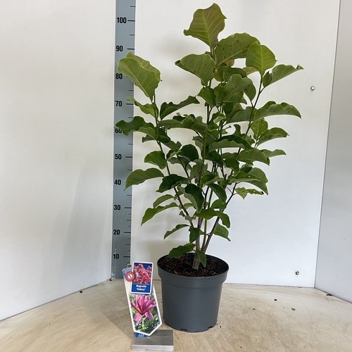 Dekoratyvinis krūmas, magnolija "Galaxy", vazonėlio skersmuo 23 cm.