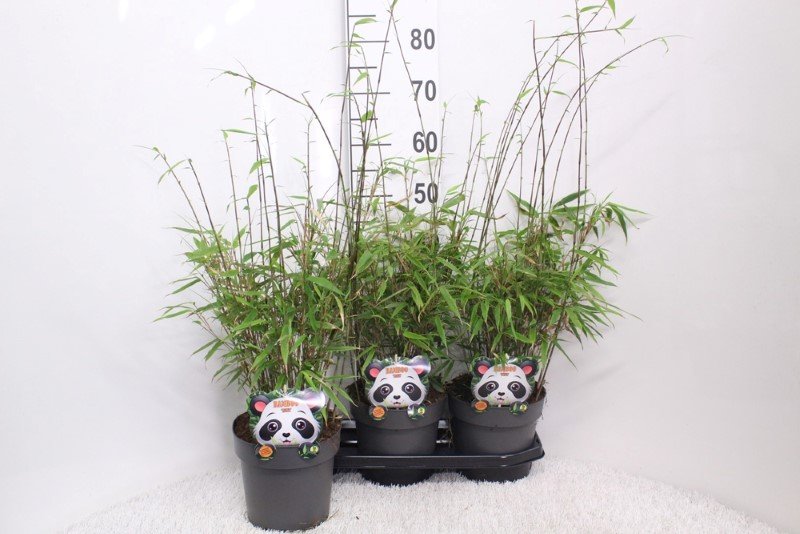 Žolinis augalas, fargesija "Rufa", vazonėlio skersmuo 19 cm.