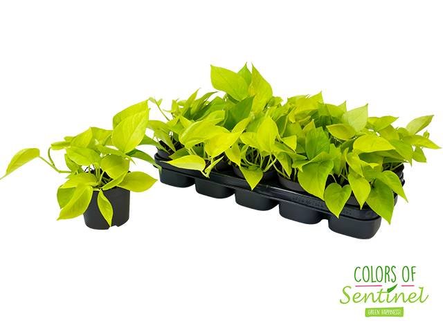 Kambarinis augalas, skindapas "Golden Pothos", vazonėlio skersmuo 12 cm.