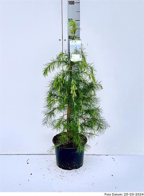Spygliuotis, kedras himalajinis, vazonėlio skersmuo 23 cm.