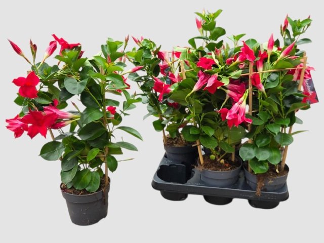 Vienmetė gėlė, mandevilė "Red", vazonėlio skersmuo 13 cm.