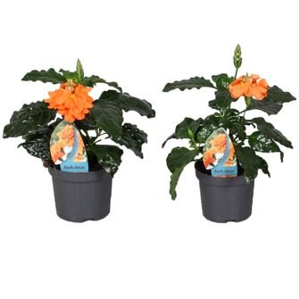 Kambarinis augalas, kinrožė, vazonėlio skersmuo 9 cm.