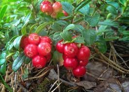 Vaiskrūmis, bruknė, vazonėlis 1 l.