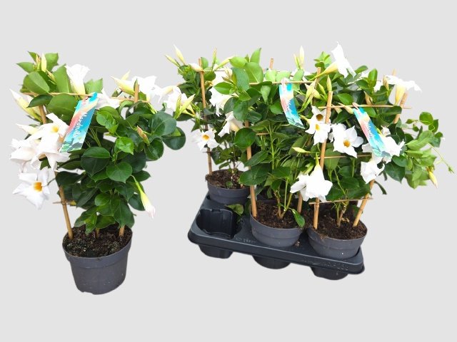 Vienmetė gėlė, mandevilė "White", vazonėlio skersmuo 13 cm.