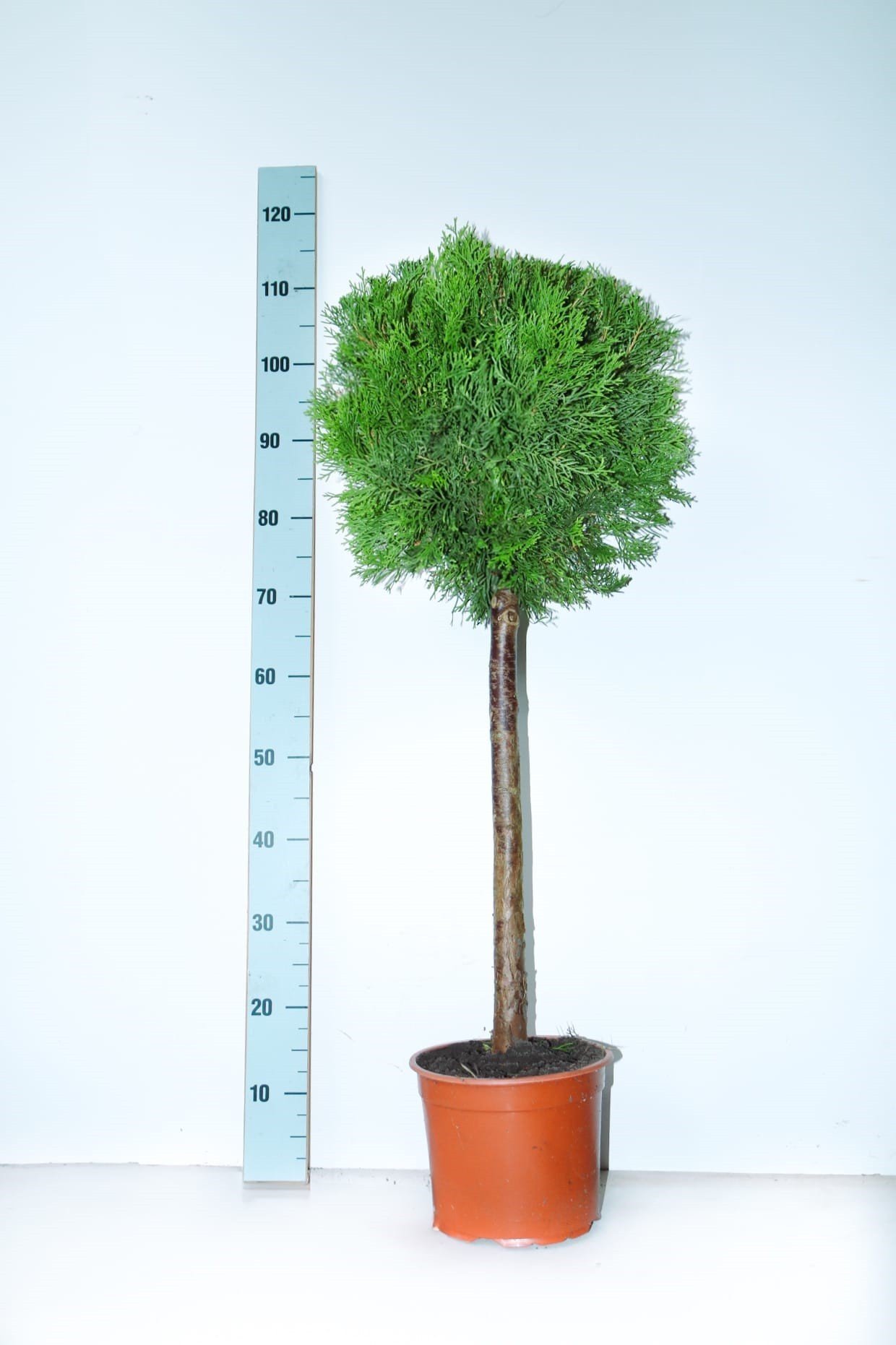 Spygliuotis, tuja "Smaragd", ant stiebo, vazonėlio skersmuo 23 cm.