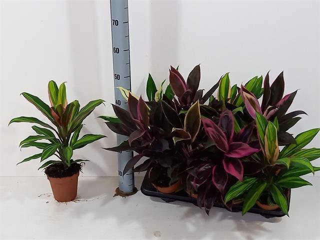 Žolinis augalas, kordilina, vazonėlio skersmuo 13 cm.