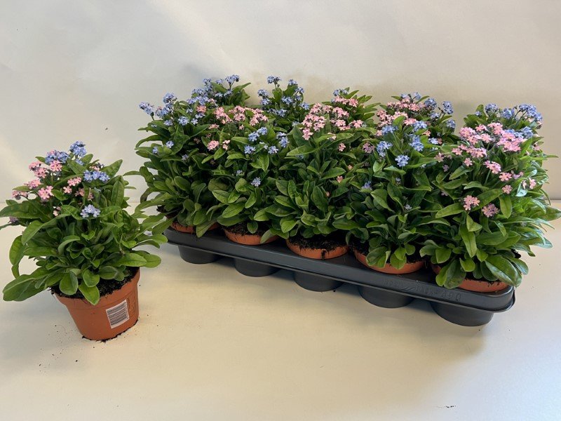 Vienmetė gėlė, neužmirštuolė, vazonėlio skersmuo 12 cm.