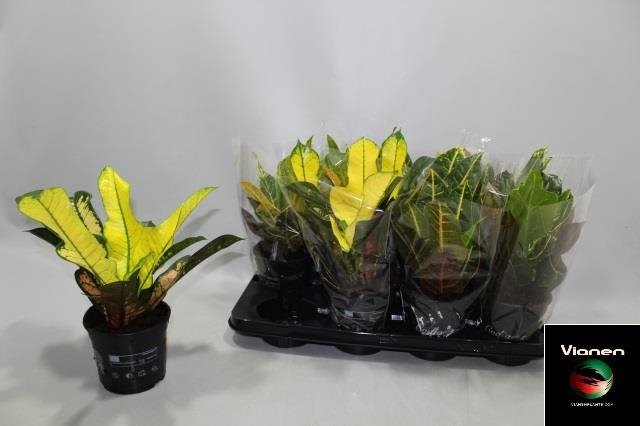 Kambarinis augalas, krotonas, vazonėlio skersmuo 13 cm.