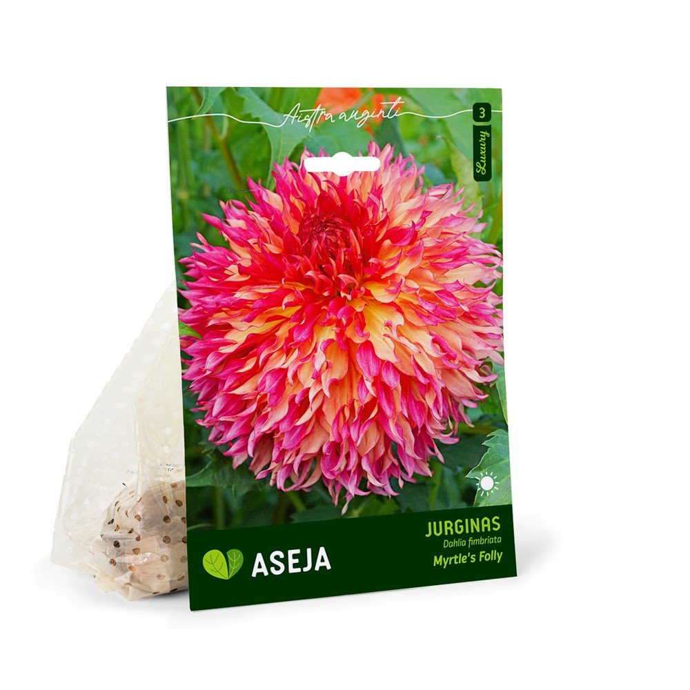 Karpytojo jurgino svogūnėlis ASEJA Myrtle's Folly, 1 vnt., I r., 14943, (P)