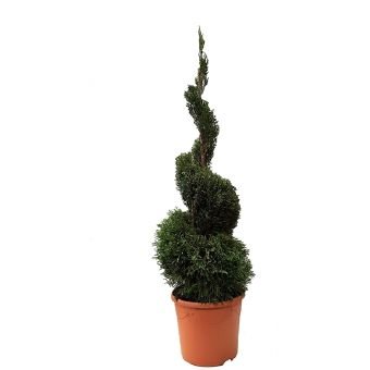 Spygliuotis, tuja (spiralės formos), aukštis 100-120 cm., vazono skersmuo 30 cm.