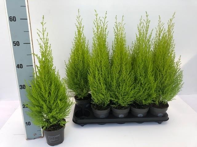 Kambarinis augalas, kiparisas (Cupressus) "Gold Wilma", vazonėlio skersmuo 12 cm.