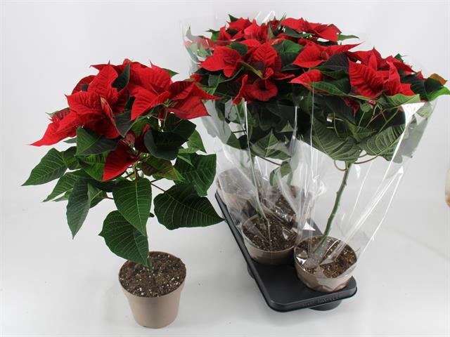 Kambarinis augalas, puansetija ant stiebo, vazonėlio skersmuo 17 cm.