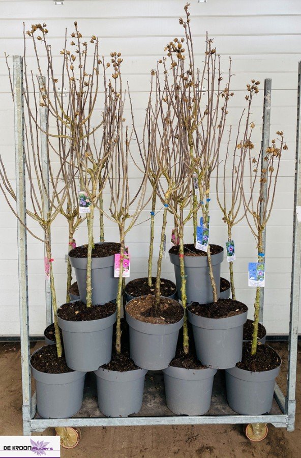 Daugiametė gėlė, kinrožė, ant stiebo, vazonėlio skersmuo 29 cm.