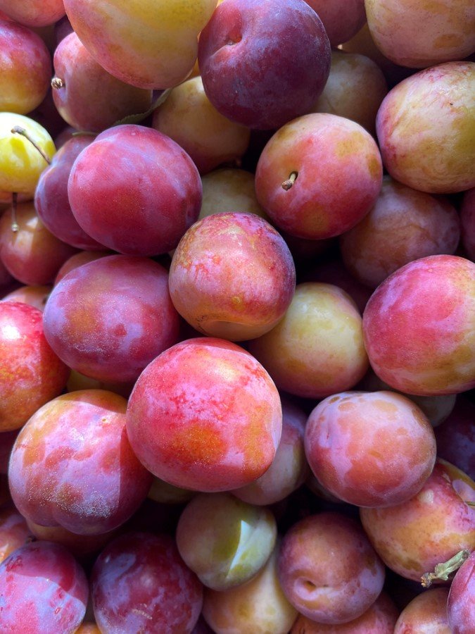 Vaismedis, slyva "Julius", vazonėlio skersmuo 30 cm.