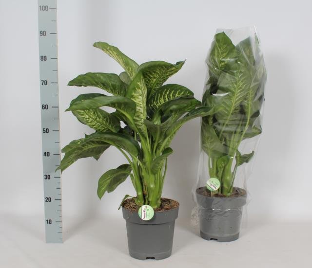 Kambarinis augalas, difenbachija "Reeva", vazonėlio skersmuo 24 cm.