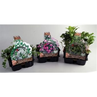 Alpinariumo augalai, šliaužiantys, 4 vnt., vazonėlio skersmuo 9 cm.