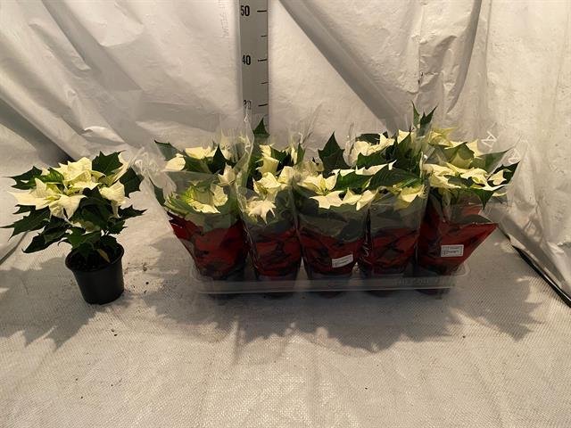 Kambarinis augalas, puansetija, baltos spalvos, vazonėlio skersmuo 12 cm.