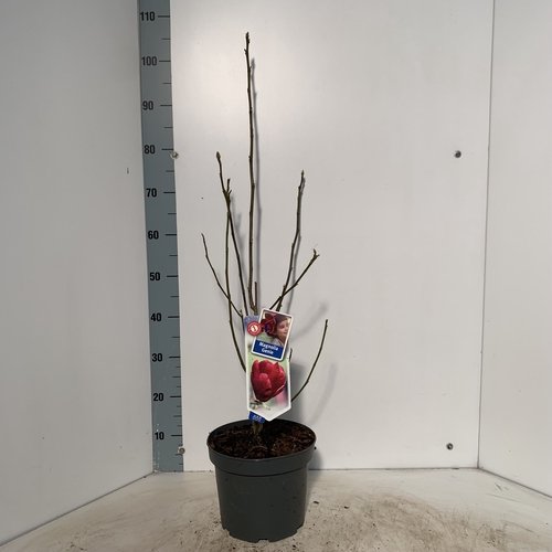 Dekoratyvinis medis, magnolija "Genie", vazonėlio skersmuo 23 cm.