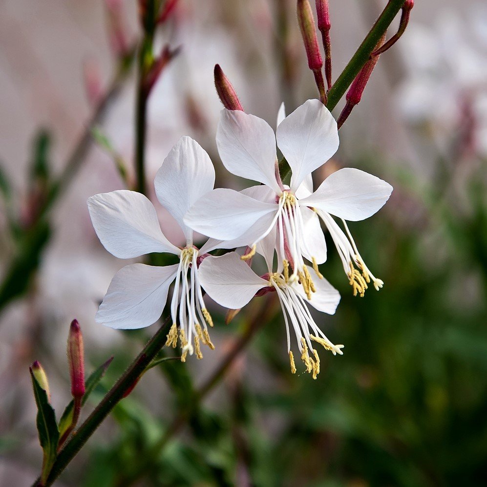 Daugiametė gėlė, gaura "Whirling Butterflies", vazonėlio skersmuo 17 cm.