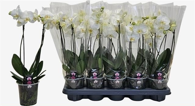 Kambarinis augalas, orchidėja (Phalaenopsis), baltos sp., vazonėlio skersmuo 12 cm.