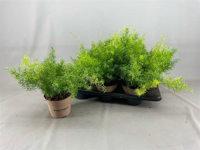 Kambarinis augalas, šparaginis papartis "Sprengeri", vazonėlio skersmuo 15 cm.