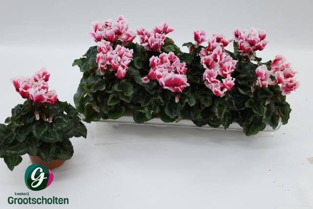 Kambarinis augalas, ciklamenas "Abanico", vazonėlio skersmuo 11 cm.