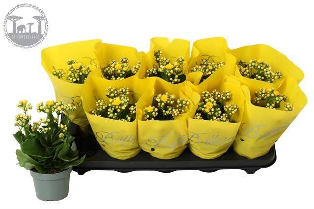 Kambarinis augalas, kalankė, geltonos sp., vazonėlio skersmuo 11 cm.