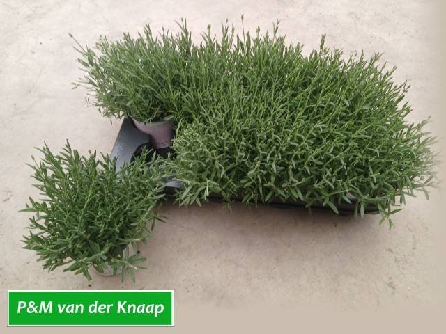 Daugiametė gėlė, levanda "Rosea", vazonėlio skersmuo 12 cm.