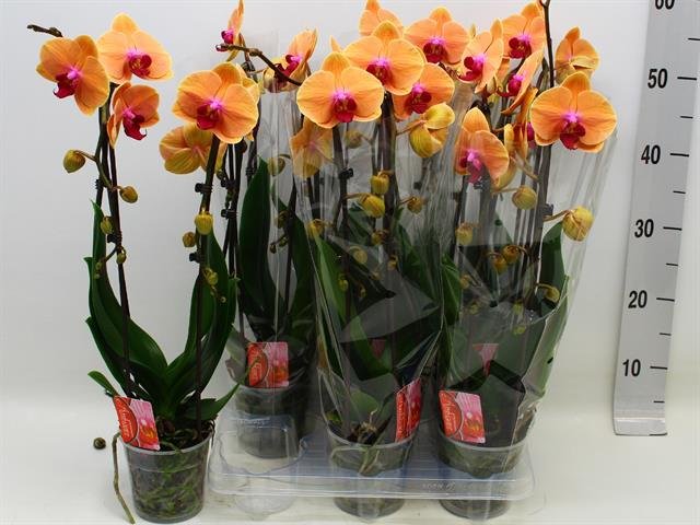 Kambarinis augalas, orchidėja (Phalaenopsis) "Orange", vazonėlio skersmuo 12 cm.